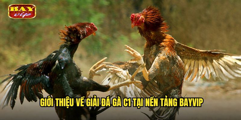 Đá Gà C1 Bayvip - Giải Đấu Gà Hạng Nhất Kịch Tính Nhất 2 Giới thiệu về giải đá gà C1 tại nền tảng bayvip