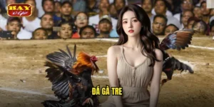 đá gà tre