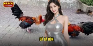 đá gà đòn