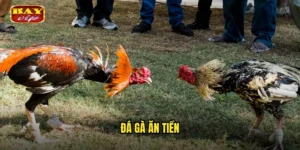 đá gà ăn tiền