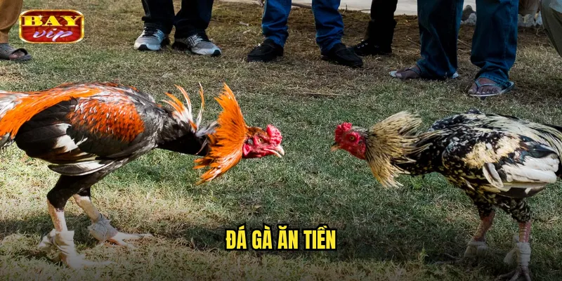 đá gà ăn tiền