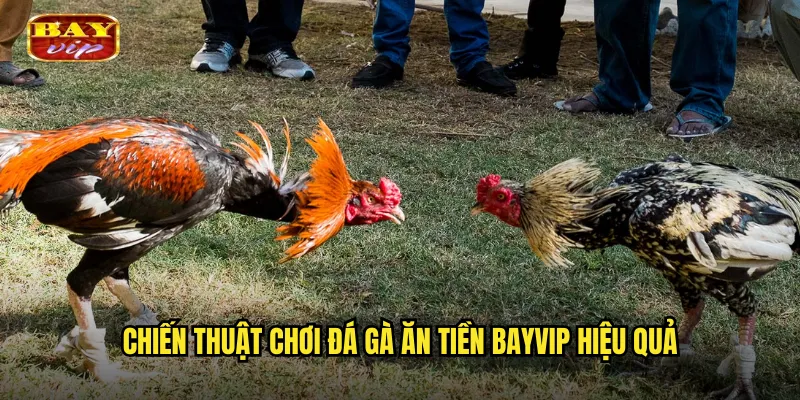 Chiến thuật chơi đá gà ăn tiền bayvip hiệu quả