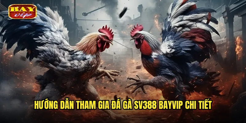 Hướng dẫn tham gia đá gà SV388 bayvip chi tiết
