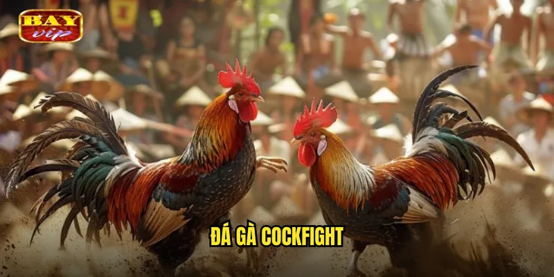 đá gà Cockfight