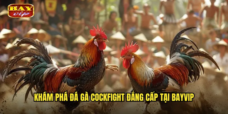 Khám phá đá gà Cockfight đẳng cấp tại bayvip