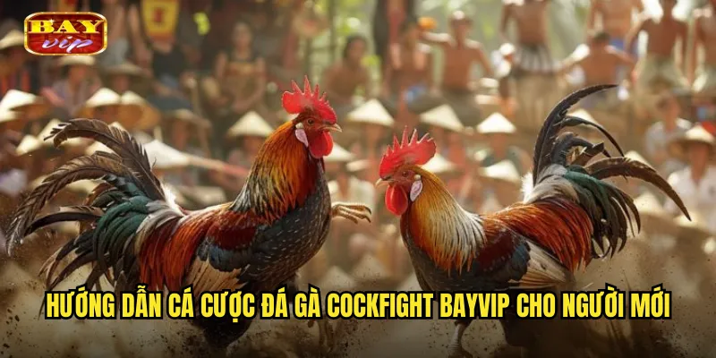 Hướng dẫn cá cược đá gà Cockfight bayvip cho người mới
