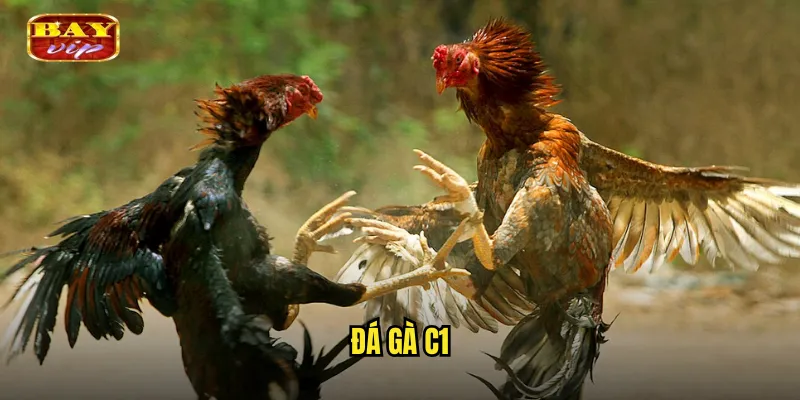 Đá Gà C1 Bayvip - Giải Đấu Gà Hạng Nhất Kịch Tính Nhất 1 đá gà C1