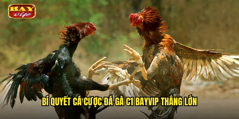 Đá Gà C1 Bayvip - Giải Đấu Gà Hạng Nhất Kịch Tính Nhất 3 Bí quyết cá cược đá gà C1 bayvip thắng lớn