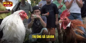 trường gà Savan