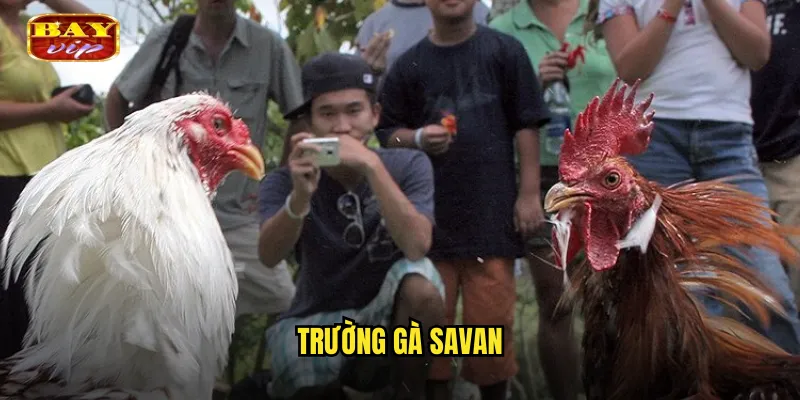 Trường Gà Savan Bayvip - Trực Tiếp Từ Trường Gà Nổi Tiếng Lào 1 trường gà Savan