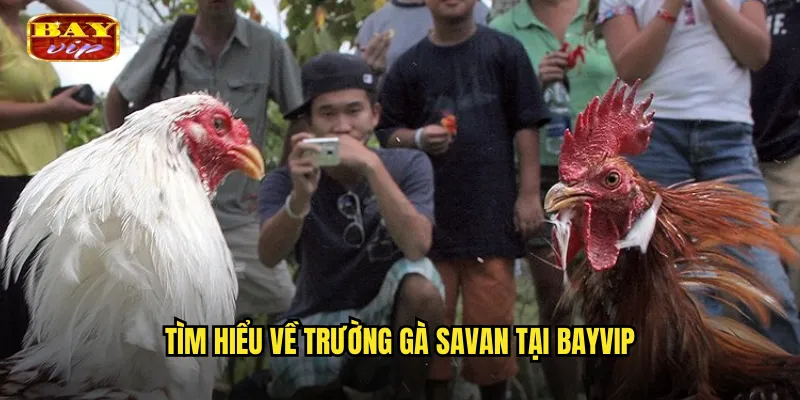Trường Gà Savan Bayvip - Trực Tiếp Từ Trường Gà Nổi Tiếng Lào 2 Tìm hiểu về trường gà Savan tại bayvip