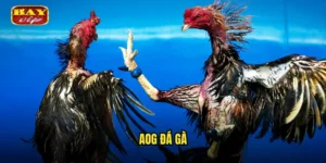 AOG đá gà