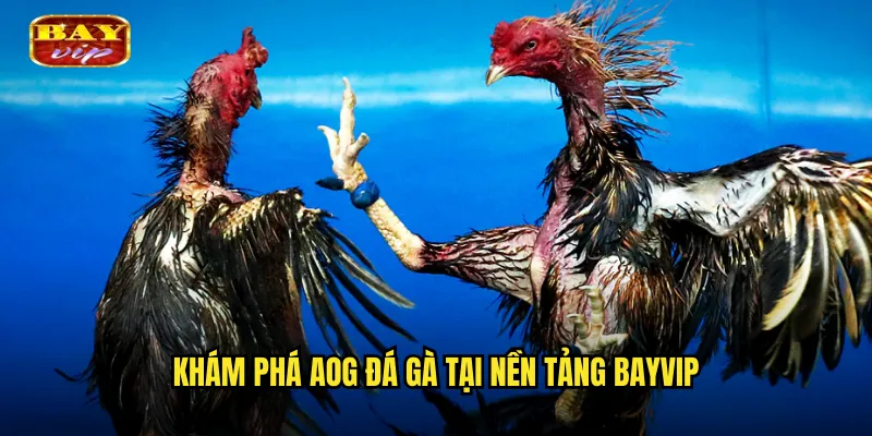 Khám phá AOG đá gà tại nền tảng bayvip