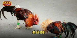 đá gà Odin