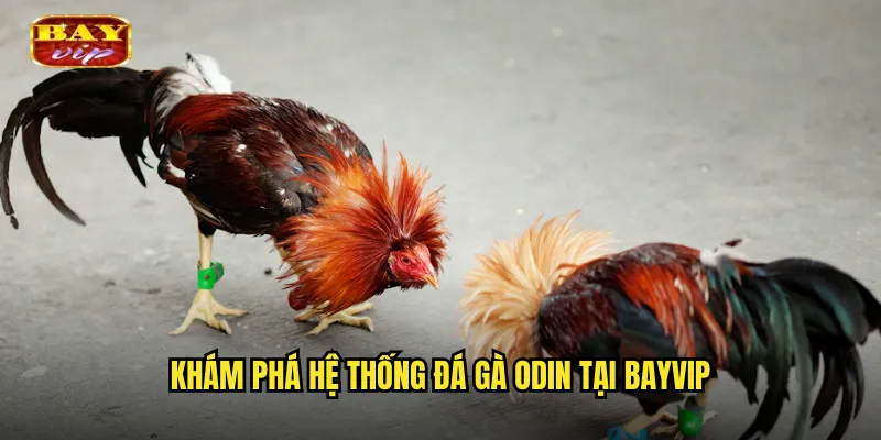 Khám phá hệ thống đá gà Odin tại bayvip