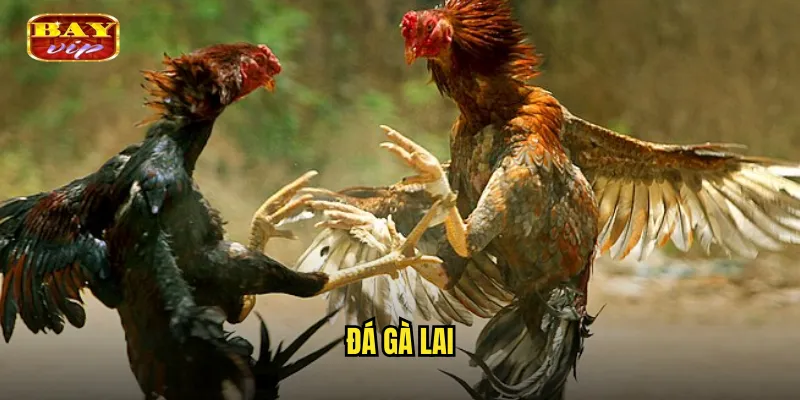 đá gà lai