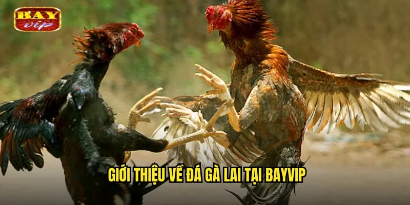 Giới thiệu về đá gà lai tại bayvip
