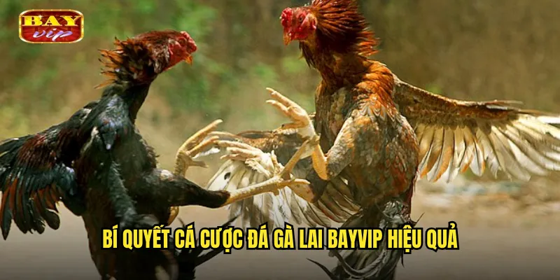 Bí quyết cá cược đá gà lai bayvip hiệu quả