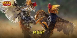 đá gà Mỹ