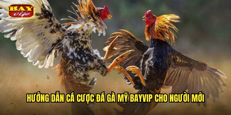 Đá Gà Mỹ Bayvip - Trải Nghiệm Phong Cách Đá Gà Tây Phương 3 Hướng dẫn cá cược đá gà Mỹ bayvip cho người mới