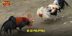 đá gà Philippines
