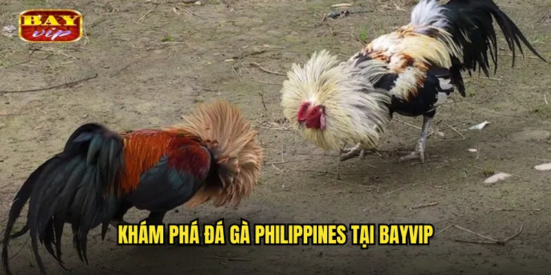 Khám phá đá gà Philippines tại bayvip
