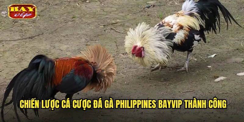 Chiến lược cá cược đá gà Philippines bayvip thành công