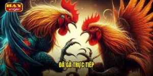 đá gà trực tiếp