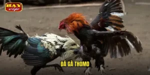đá gà Thomo