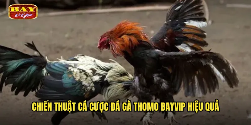 Chiến thuật cá cược đá gà Thomo bayvip hiệu quả