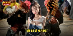 trận đá gà hay nhất