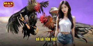 đá gà tiền thật